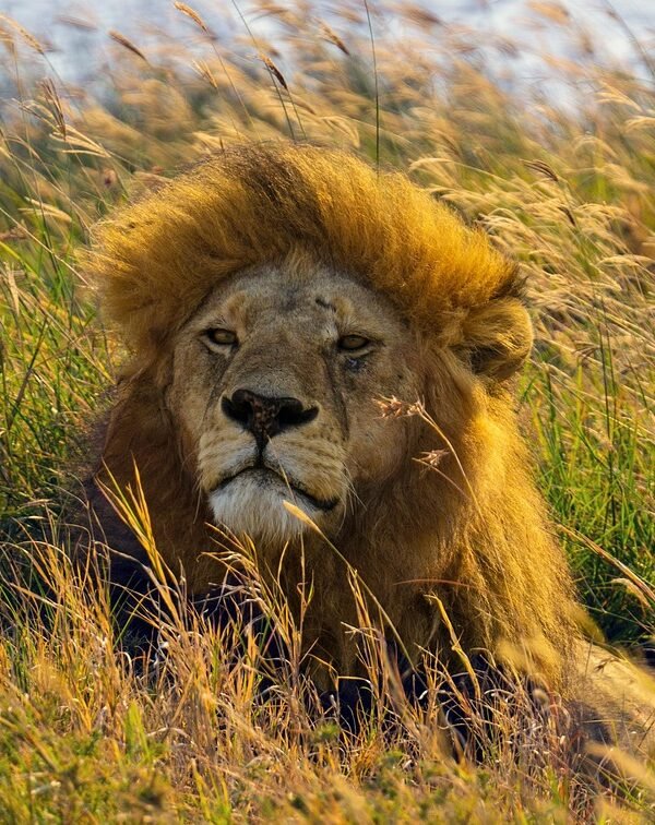 5-Day Tarangire, Serengeti & Ngorongoro Crater Adventure of Lifetime