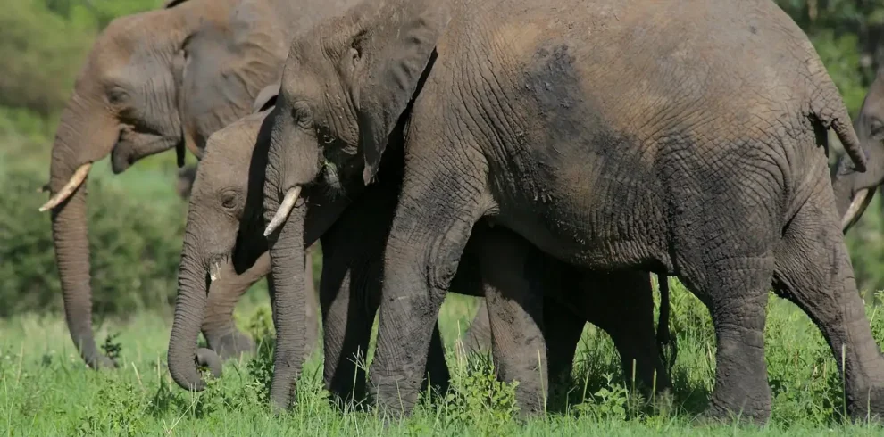 elephant-6877670_1280 (1)