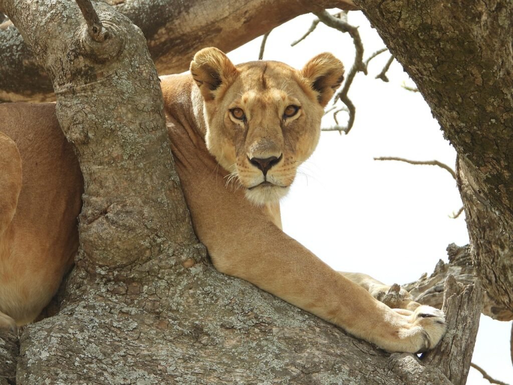 Book My safari