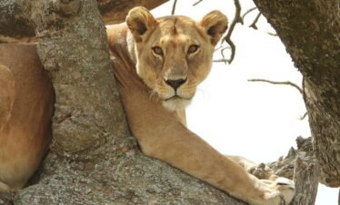 Book My safari