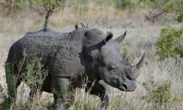 4-Day Safari to Tarangire, Serengeti, and Ngorongoro Crater