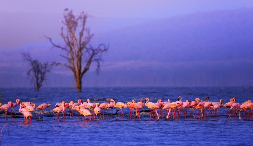 Lake nakuru