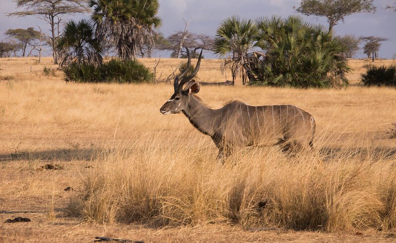 Nyerere National Park