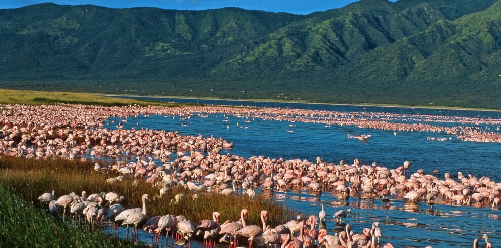 flamingos-lakes-great-rift-valley naivasha lake